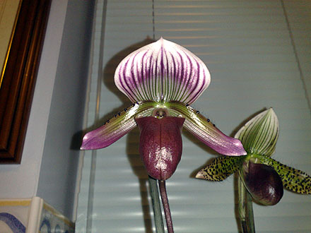 Orchid - Paphiopedilum maudiae - Hsinying Web