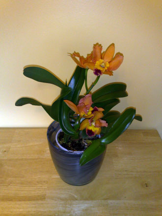 Orchid - Cattleya Potinara Samantha Duncan 'Orange Tart'