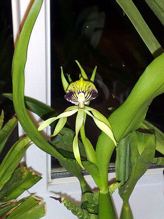 Orchid - Encyclia