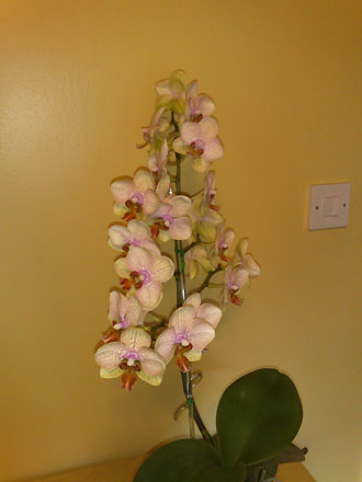 Orchid - Phalaenopsis Brother Girl