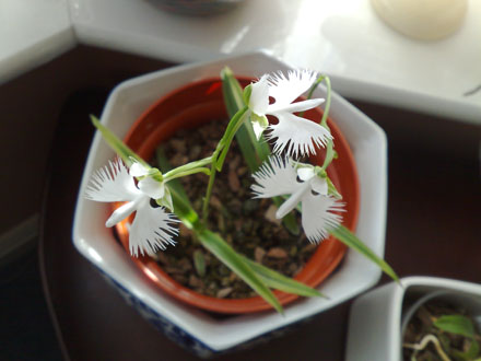 habenaria radiata (White Egret orchid)