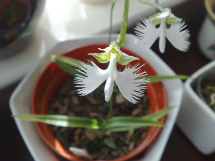 habenaria radiata (White Egret orchid) - click for larger image