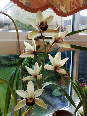Orchid - Cymbidium Cream Showgirl Hybrid