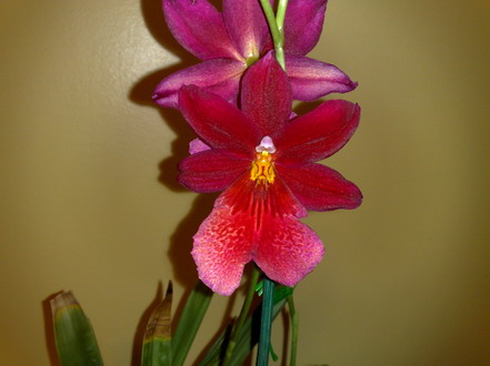 Orchid - cambria Isler Nelly
