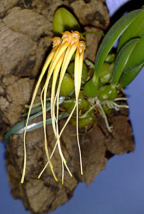 Orchid - Bulbophyllum pecten-veneris