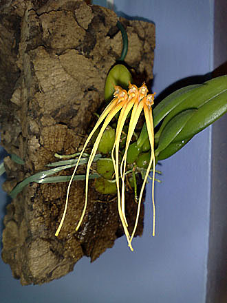 Orchid - Bulbophyllum pecten-veneris