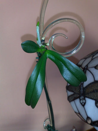 Orchid - Phalaenopsis with keiki growing