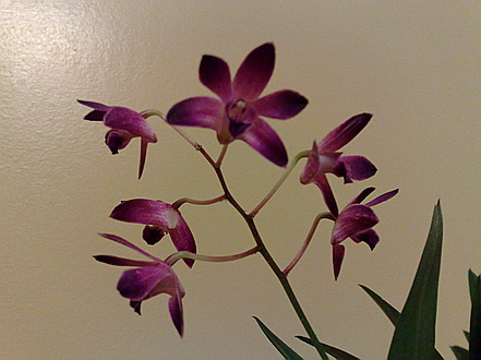 Orchid - dendrobium 'compactum' Berry