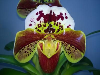 Orchid - Paphiopedilum Jupiter Hollow