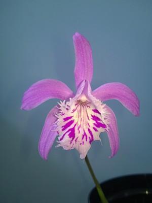 Pleione yunnanensis