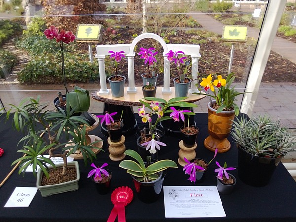 Group of orchids and other non-flowering ornamentals (First Prize)