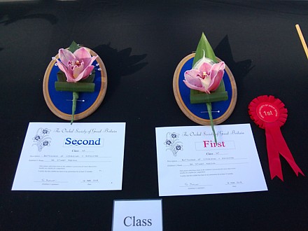 Buttonholes of cymbidium orchid + aspidistra (First and Second Prize)