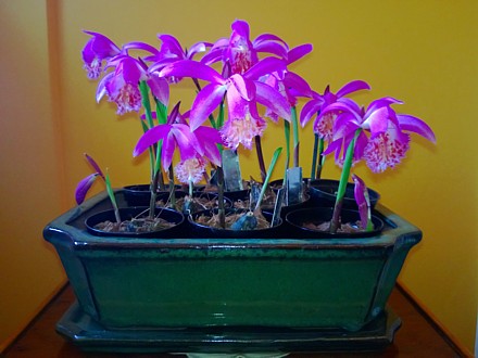Pleione formosana