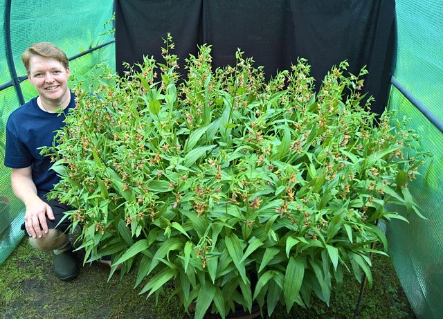 Stuart Meeson Guinness World Record Epipactis orchid