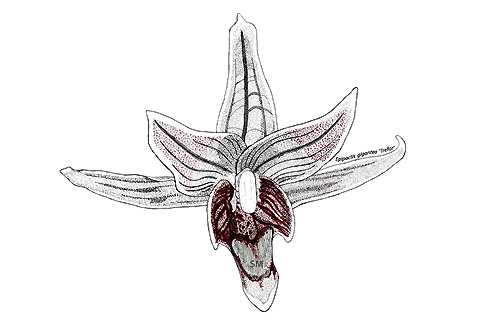 Stuart Meeson orchids pen and ink sketch of Epipactis gigantea