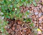 Ornamental plant protection