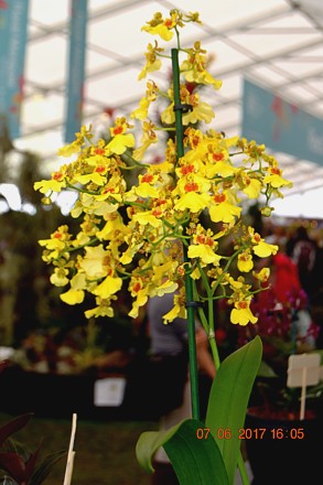 Oncidesa (Oncidium) Sweet Sugar [Photo by Scott Patterson]