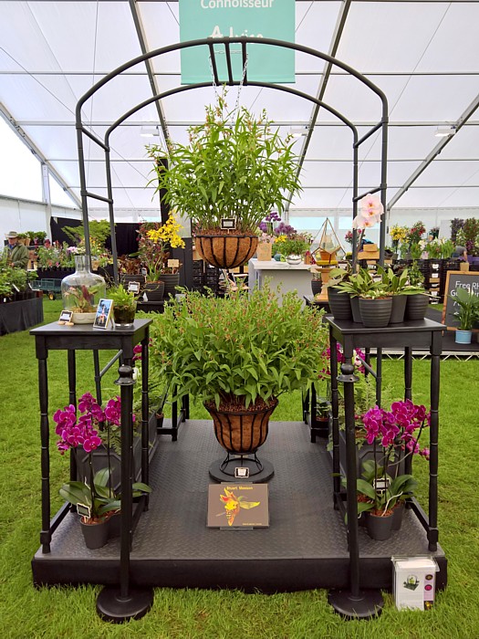 Stuart Meeson, Orchids for the home and garden, RHS Chatsworth 2017