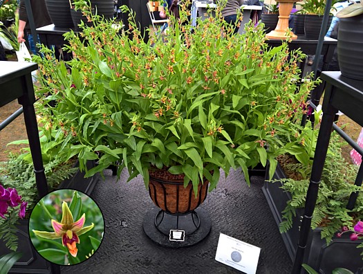 Stuart Meeson's Epipactis gigantea 'Trefor'