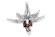 Meeson orchids