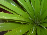Ornamental plant protection