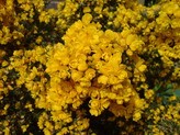 Ornamental plant protection
